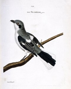 Wykres zoologiczny (ornitologia): szary grieche (dzierzba lub lanius excubitor) na gałęzi. Ilustracja w „Historii ptaków, namalowanych w ich pozornych i wrażliwych aspektach” Francois Nicolas Martinet (1731-1800). Prywatna kolekcja. autorstwa Francois Nicolas Martinet
