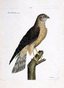 Wykres zoologiczny (ornitologia): męski soubus (busard saint martin lub circus cyaneus) na gałęzi. Ilustracja w „Historii ptaków malowanych w ich pozornych i wrażliwych aspektach” Francois Nicolas Martinet (1731-1800). Prywatna kolekcja. autorstwa Francois Nicolas Martinet