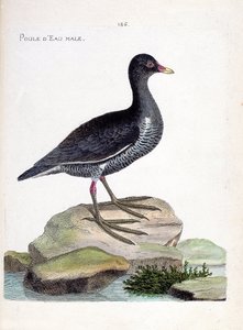 Wykres zoologiczny (ornitologia): samiec wodniaka (wodnik lub gallinula chloropus). Ilustracja w „Historii ptaków malowanych w ich pozornych i wrażliwych aspektach” Francois Nicolas Martinet (1731-1800). Prywatna kolekcja. autorstwa Francois Nicolas Martinet