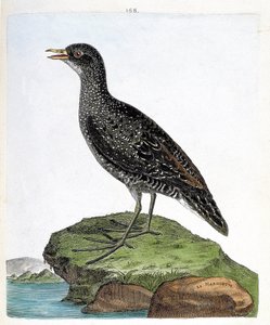 Wykres zoologiczny (ornitologia): maruet (maruet punktowy lub porzana porzana). Ilustracja w „Historii ptaków, namalowanych w ich pozornych i wrażliwych aspektach” Francois Nicolas Martinet (1731-1800). Prywatna kolekcja. autorstwa Francois Nicolas Martinet