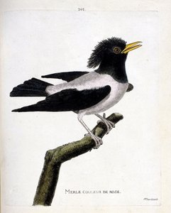 Wykres zoologiczny (ornitologia): różowy kos (czerwawy szpak lub sturnus roseus) na gałęzi. Ilustracja w „Historii ptaków malowanych w ich pozornych i wrażliwych aspektach” Francois Nicolas Martinet (1731-1800). Prywatna kolekcja. autorstwa Francois Nicolas Martinet