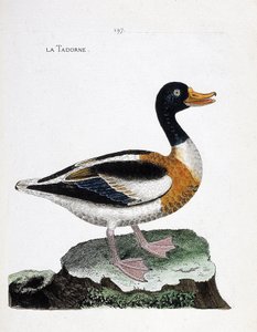 Wykres zoologiczny (ornitologia): tadorne (tadorne de belon lub tadorna tadorna). Ilustracja w „Historii ptaków malowanych w ich pozornych i wrażliwych aspektach” Francois Nicolas Martinet (1731-1800). Prywatna kolekcja. autorstwa Francois Nicolas Martinet
