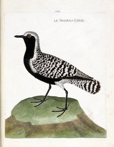 Wykres zoologiczny (ornitologia): jagnięcina szwajcarska (sieweczka srebrzysta lub pluvialis squatarola). Ilustracja w „Historii ptaków malowanych w ich pozornych i wrażliwych aspektach” Francois Nicolas Martinet (1731-1800). Prywatna kolekcja. autorstwa Francois Nicolas Martinet