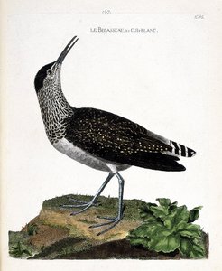 Wykres zoologiczny (ornitologia): dziób lub cul-blanc (biały tyłek, culblanc knight lub Tringa ochropus). Ilustracja w „Historii ptaków malowanych w ich pozornych i wrażliwych aspektach” Francois Nicolas Martinet (1731-1800). Prywatna kolekcja autorstwa Francois Nicolas Martinet