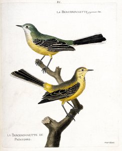 Wykres zoologiczny (ornitologia): sama bergeronette i wiosenna bergeronette (wiosenna bergeronette lub motacilla flava) na gałęzi. Ilustracja w „Historii ptaków malowanych w ich pozornych i wrażliwych aspektach” Francois Nicolas Ma autorstwa Francois Nicolas Martinet