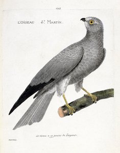 Wykres zoologiczny (ornitologia): ptasi święty martin (busard saint martin lub circus cyaneus) na gałęzi. Ilustracja w „Historii ptaków, namalowanych w ich pozornych i wrażliwych aspektach” Francois Nicolas Martinet (1731-1800). Prywatna kolekcja autorstwa Francois Nicolas Martinet