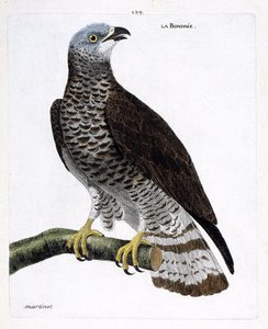 Wykres zoologiczny (ornitologia): bondree (apivore bondree lub pernis apivorus) na gałęzi. Ilustracja w „Historii ptaków, namalowanych w ich pozornych i wrażliwych aspektach” Francois Nicolas Martinet (1731-1800). Prywatna kolekcja. autorstwa Francois Nicolas Martinet