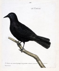 Wykres zoologiczny (ornitologia): kapusta (kapusta z wież lub corvus monedula) na gałęzi. Ilustracja w „Historii ptaków, namalowanych w ich pozornych i wrażliwych aspektach” Francois Nicolas Martinet (1731-1800). Prywatna kolekcja. autorstwa Francois Nicolas Martinet