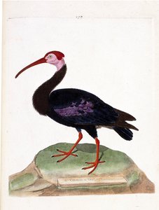 Mapa zoologiczna (ornitologia): kulik ma gołą głowę czapki dobrej nadziei (ibis du cap lub geronticus calvus). Ilustracja w „Historii ptaków, namalowanych w ich wyglądzie i wrażliwych aspektach” Francois Nicolas Martinet (1731-1800). P autorstwa Francois Nicolas Martinet