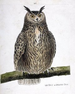 Wykres zoologiczny (ornitologia): książę lub wielki książę (wielki książę lub bubo bubo) na gałęzi. Ilustracja w „Historii ptaków malowanych w ich pozornych i wrażliwych aspektach” Francois Nicolas Martinet (1731-1800). Prywatna kolekcja. autorstwa Francois Nicolas Martinet