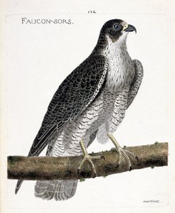 Wykres zoologiczny (ornitologia): sokół wychodzi lub sokół (sokół pelerynowy lub falco peregrinus) na gałęzi. Ilustracja w „Historii ptaków malowanych w ich pozornych i wrażliwych aspektach” Francois Nicolas Martinet (1731-1800). Pri autorstwa Francois Nicolas Martinet