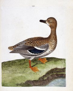 Wykres zoologiczny (ornitologia): samica dzikiej kaczki (kaczki krzyżówki lub anas platyrhynchos). Ilustracja w „Historii ptaków malowanych w ich pozornych i wrażliwych aspektach” Francois Nicolas Martinet (1731-1800). Prywatna kolekcja. autorstwa Francois Nicolas Martinet