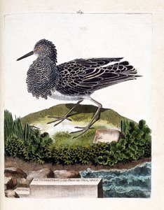 Mapa zoologiczna (ornitologia): wojownik lub samiec pawia morskiego (wojownik zmienia lub philomachus pugnax). Ilustracja w „Historii ptaków malowanych w ich pozornych i wrażliwych aspektach” Francois Nicolas Martinet (1731-1800). Prywatny koleg autorstwa Francois Nicolas Martinet