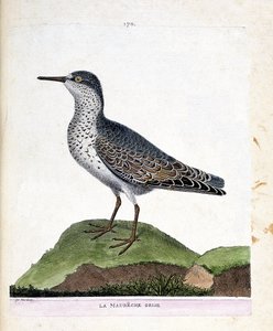 Wykres zoologiczny (ornitologia): szary maubeche (fioletowy dziób lub calidris maritima). Ilustracja w „Historii ptaków, namalowanych w ich pozornych i wrażliwych aspektach” Francois Nicolas Martinet (1731-1800). Prywatna kolekcja. autorstwa Francois Nicolas Martinet