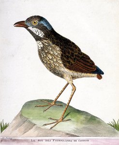 Wykres zoologiczny (ornitologia): król czwartego tysiąca Cayenne (grallaire king lub grallaria varia). Ilustracja w „Historii ptaków malowanych w ich pozornych i wrażliwych aspektach” Francois Nicolas Martinet (1731-1800). Prywatna kolegium autorstwa Francois Nicolas Martinet