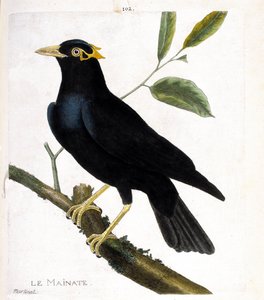 Wykres zoologiczny (ornitologia): główny (główny religijny lub gracula religiosa) na gałęzi. Ilustracja w „Historii ptaków malowanych w ich pozornych i wrażliwych aspektach” Francois Nicolas Martinet (1731-1800). Prywatna kolekcja. autorstwa Francois Nicolas Martinet