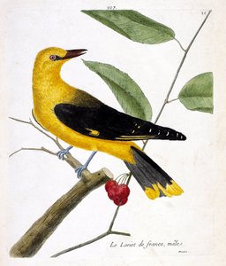 Wykres zoologiczny (ornitologia): samiec loriota francuskiego (loriot europejski lub oriolus oriolus) na gałęzi. Ilustracja w „Historii ptaków, namalowanych w ich pozornych i wrażliwych aspektach” Francois Nicolas Martinet (1731-1800). Prywatna kolekcja autorstwa Francois Nicolas Martinet