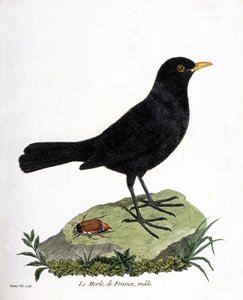 Wykres zoologiczny (ornitologia): samiec kosa (czarny kos lub turdus merula). Ilustracja w „Historii ptaków malowanych w ich pozornych i wrażliwych aspektach” Francois Nicolas Martinet (1731-1800). Prywatna kolekcja. autorstwa Francois Nicolas Martinet