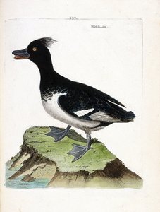 Wykres zoologiczny (ornitologia): morillon (Scaup morillon lub Aythia fuligula). Ilustracja w „Historii ptaków malowanych w ich pozornych i wrażliwych aspektach” Francois Nicolas Martinet (1731-1800). Prywatna kolekcja. autorstwa Francois Nicolas Martinet