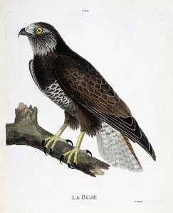 Mapa zoologiczna (ornitologia): dysza (zmienna dysza lub buteo buteo) na gałęzi. Ilustracja w „Historii ptaków, namalowanych w ich pozornych i wrażliwych aspektach” Francois Nicolas Martinet (1731-1800). Prywatna kolekcja. autorstwa Francois Nicolas Martinet