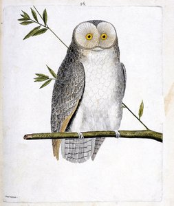 Wykres zoologiczny (ornitologia): sowa (Płomykówka lub Tyto Alba) na gałęzi. Ilustracja w „Historii ptaków malowanych w ich pozornych i wrażliwych aspektach” Francois Nicolas Martinet (1731-1800). Prywatna kolekcja. autorstwa Francois Nicolas Martinet