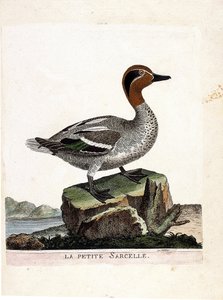 Wykres zoologiczny (ornitologia): mała cyraneczka (zimowa cyraneczka lub anas crecca). Ilustracja w „Historii ptaków, namalowanych w ich pozornych i wrażliwych aspektach” Francois Nicolas Martinet (1731-1800). Prywatna kolekcja. autorstwa Francois Nicolas Martinet