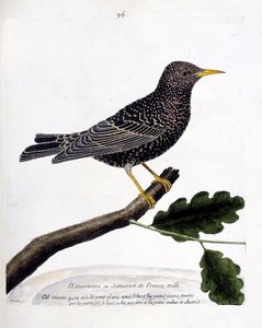 Wykres zoologiczny (ornitologia): szpak lub sansonet (szpak lub sturnus vulgaris) na gałęzi. Ilustracja w „Historii ptaków, namalowanych w ich pozornych i wrażliwych aspektach” Francois Nicolas Martinet (1731-1800). Prywatna kolekcja. autorstwa Francois Nicolas Martinet