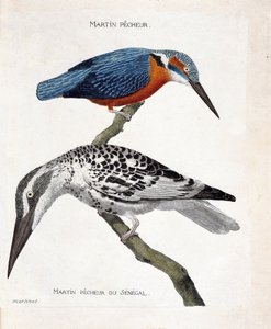 Wykres zoologiczny (ornitologia): od góry do dołu: Martin pecheur (martin pecheur d