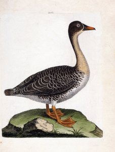 Wykres zoologiczny (ornitologia): dzika gęś (zbiorowa gęś lub anser fabalis). Ilustracja w „Historii ptaków malowanych w ich pozornych i wrażliwych aspektach” Francois Nicolas Martinet (1731-1800). Prywatna kolekcja. autorstwa Francois Nicolas Martinet