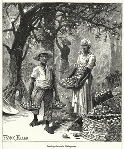 Zbieracze brzoskwini na Madagaskarze (grawerowanie)