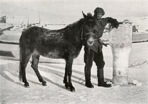 Gran z Mule Lal Khan, c1911, 1913 autorstwa Frank Debenham