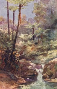 Nowa Zelandia: Paprocie drzewiaste (kolorowa litografia) autorstwa Frank H Wright