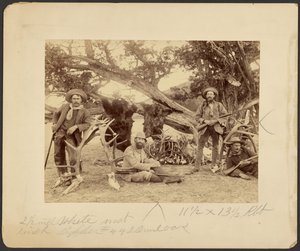 Lispenard Stewart Party, #6 - 5th Ave., N.Y. z trofeami przy starym drzewie cedrowym, Mammoth Hot Springs, Park Narodowy Yellowstone autorstwa Frank Jay Haynes