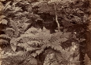 Untitled Fern Study, koniec lat 70. XIX wieku. autorstwa Frank Meadow Sutcliffe