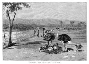 Farma strusi w pobliżu Port Augusta, Australia Południowa, 1886 r. autorstwa Frank P. Mahony