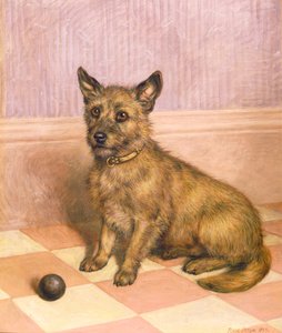 Czekający na zabawę, Cairn terrier z piłką (olej)