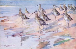 Kuliki w Blakeney Point (litos) autorstwa Frank Southgate