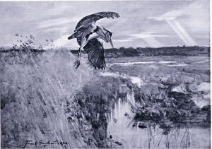 Jack Harnser-Heron autorstwa Frank Southgate