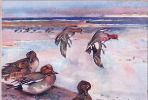 Widgeons, ilustracja z Wild Nature & Country Life wydanej przez Hodder & Stoughton, ok. 1910 autorstwa Frank Southgate