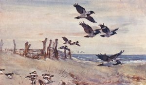 Dzikie życie w Anglii Wschodniej: Autumn Immigrants, Hooded Crows and Snow Buntings (kolorowa litografia) autorstwa Frank Southgate