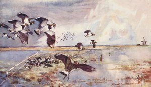 Dzikie życie w Anglii Wschodniej: Plover-Netting (kolorowa litografia) autorstwa Frank Southgate