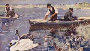 Wild Life in East Anglia: Swan-Upping (kolorowa litografia) autorstwa Frank Southgate