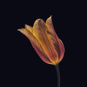 Pomarańczowy tulipan autorstwa Frank Ulrich Gandenberger