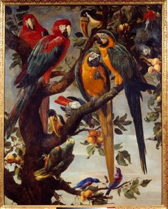 Papugi i inne ptaki Obraz Fransa Snydersa (1579-1657) XVII w. Niedz. 1,22x0,98 m Grenoble, Musee des Beaux Arts