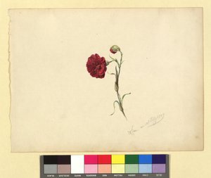 Nelke autorstwa Franz Alt