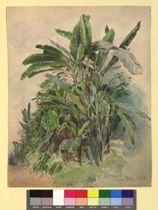 Schönbrunn - Studium roślin autorstwa Franz Alt