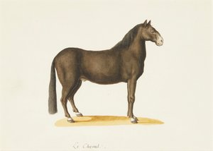 Koń (akwarela) autorstwa Franz Anton von (attr.to) Scheidel