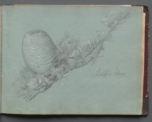 Album z widokami Rzymu i okolic, Studia krajobrazowe, strona 49a: Studium wiecznie zielonej gałęzi z szyszką autorstwa Franz Johann Heinrich Nadorp