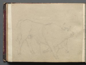 Album z Widokami Rzymu i okolic, Studia krajobrazowe, s. 51b: Studium byka. autorstwa Franz Johann Heinrich Nadorp