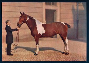 Zdjęcie konia wykonane obiektywem Zeiss Tessar, c1908 autorstwa Franz Kuhn